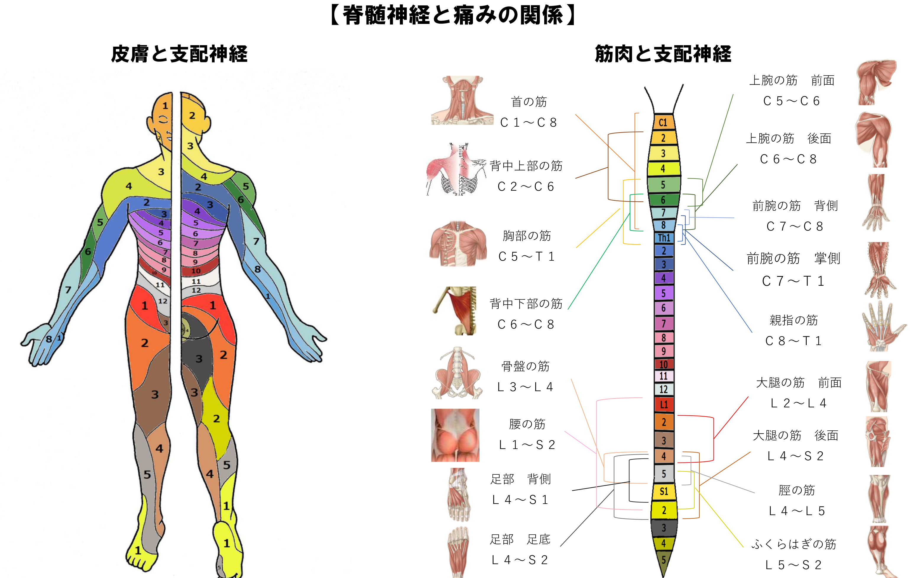 脊髄神経と痛みの関係図