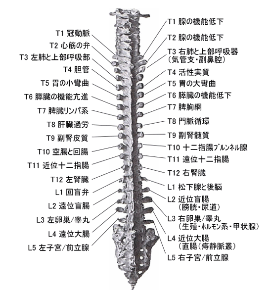 脊椎と内臓の関係図
